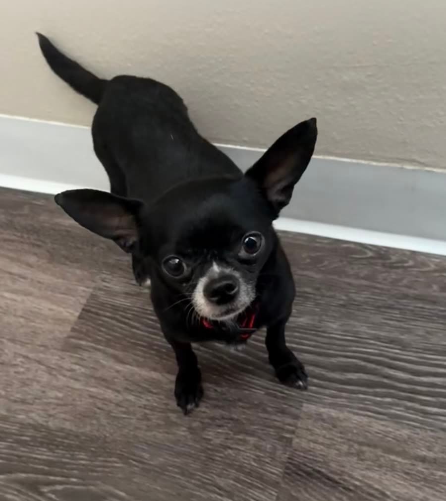 Dracula the Chihuahua