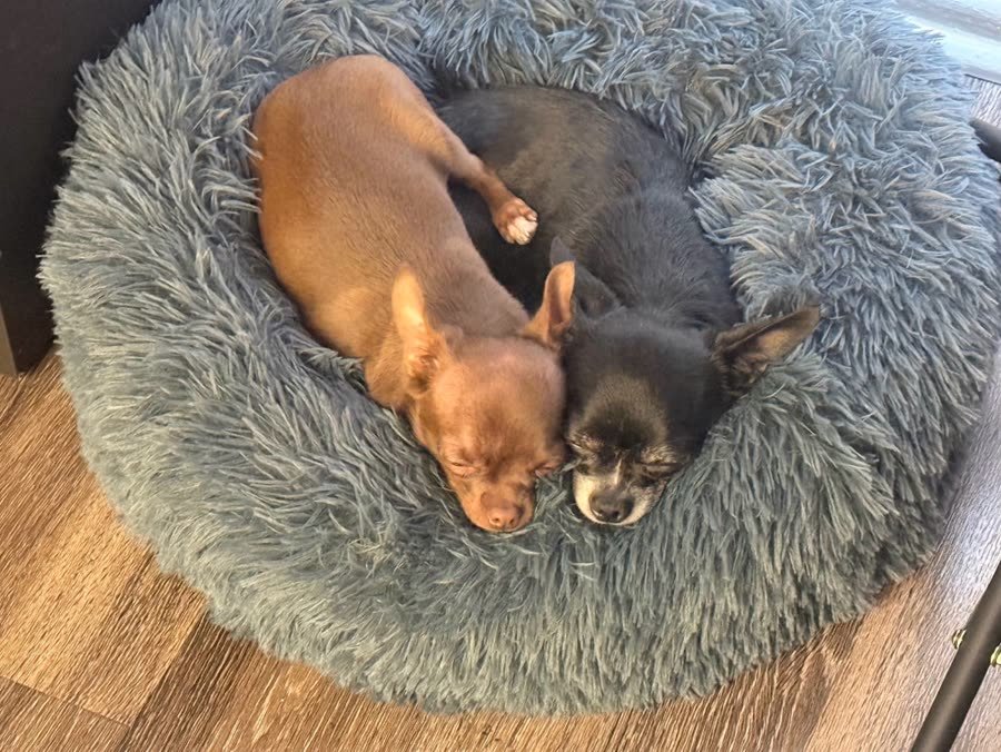 Dracula and Picasso cuddling