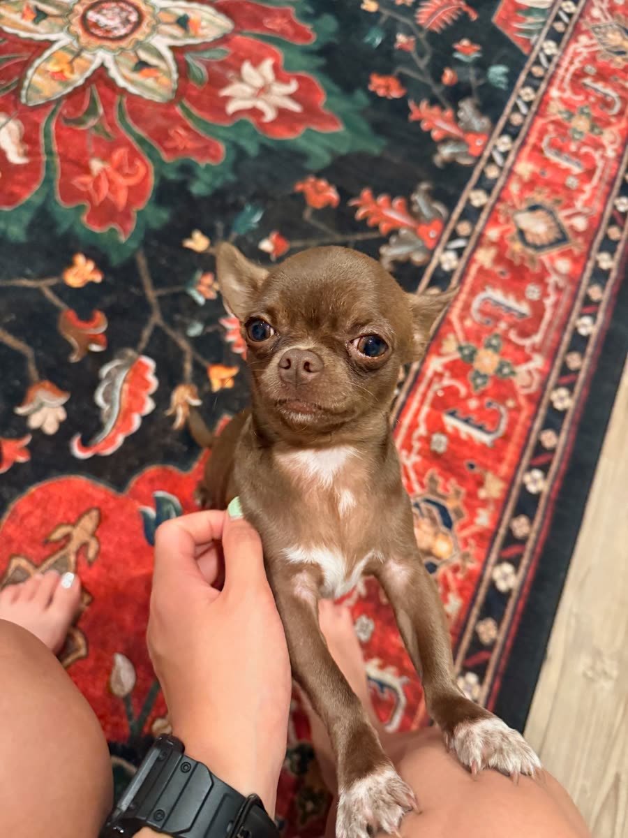 Pablo Picasso the Chihuahua